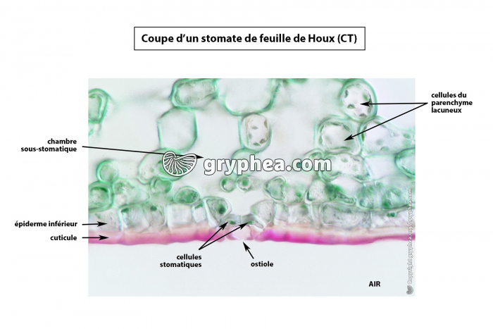 Houx (Ilex aquifolium) - Stomate de la face inférieure d'une feuille CT x100 (vue légendée) - gryphea.com